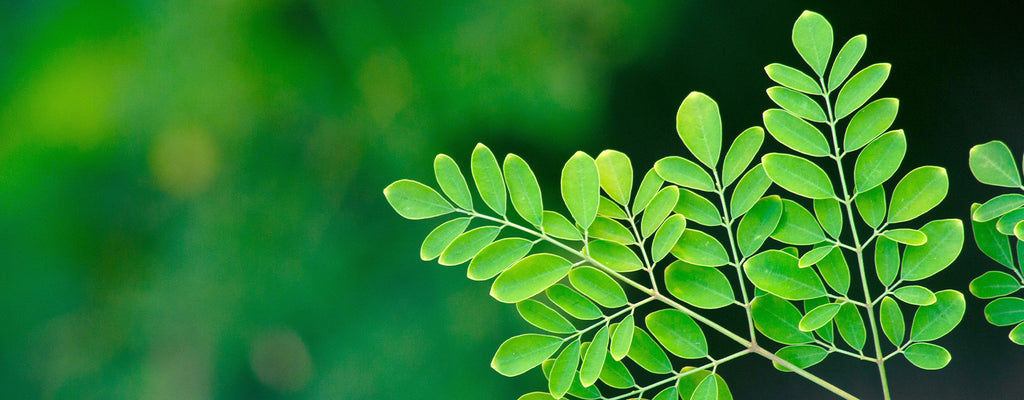 Moringa Yağı Nedir?